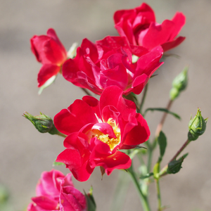 Pokrovne vrtnice - Roza - Red Drift® - 